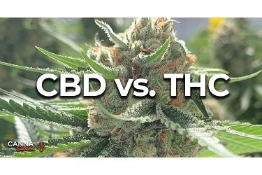 CBD Kief VS. Regular Marijuana